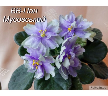 ВВ-Пан Мусовский 25